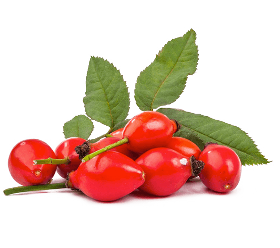 fruta natural rosa mosqueta